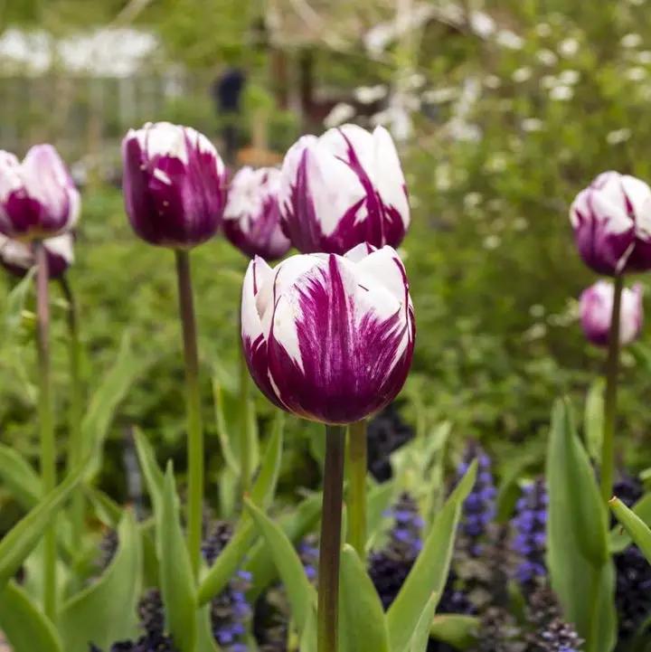White Purple Flower Seeds for Planting – Heirloom, Non-GMO, Vibrant Garden Blooms Dhara Seeds