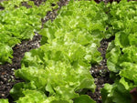 Salad Mixed greens for planting in flower bed or vegetable patch