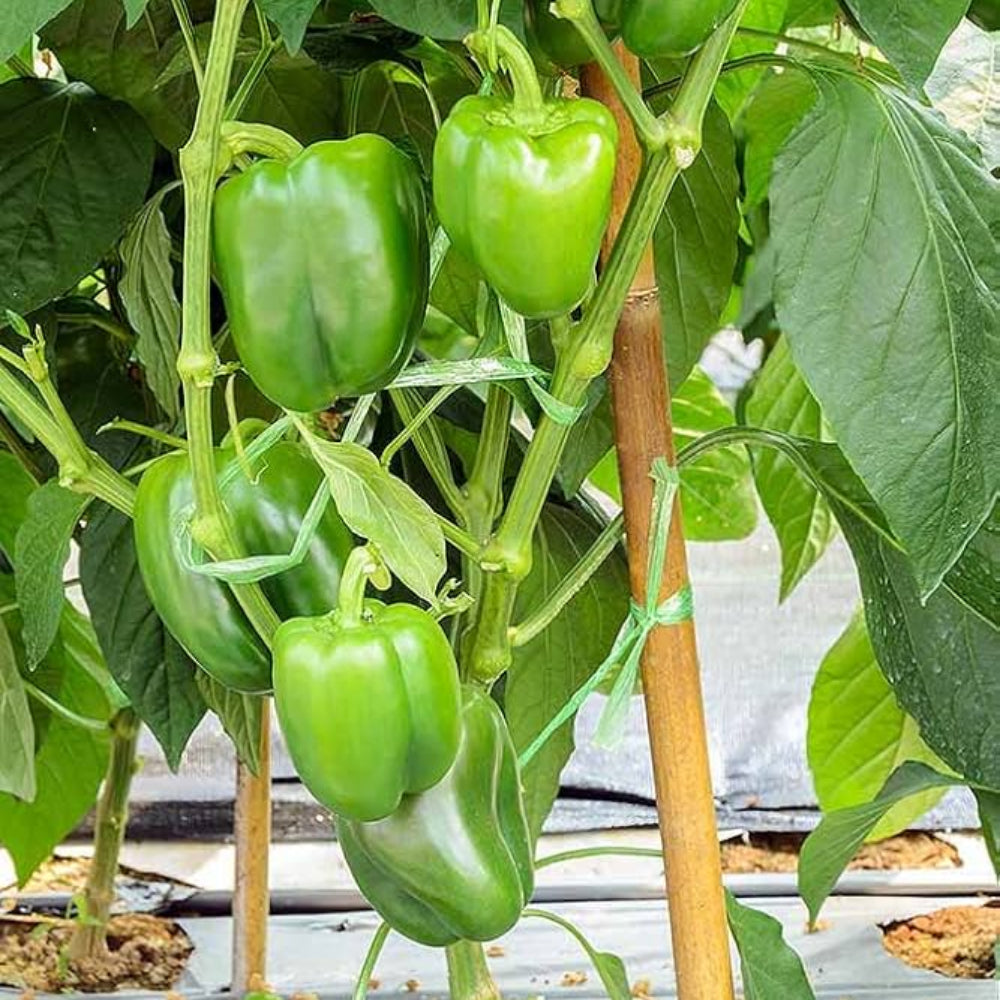 Green Peppers Vegetable Seeds for Planting heirloom & Non-GMO Seeds