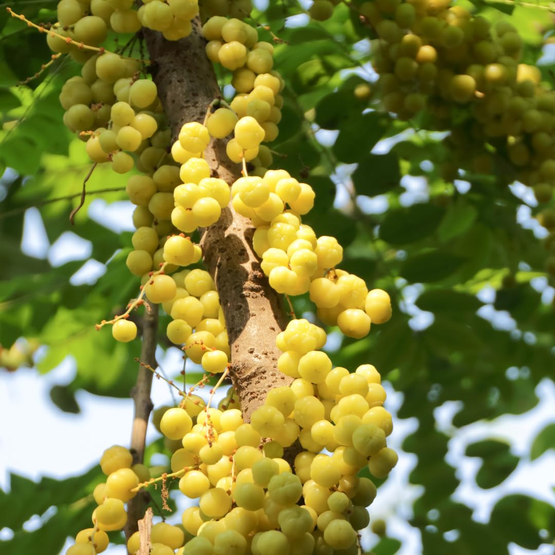 Tomato Gooseberry Mini Yellow Seeds pcs Midseason