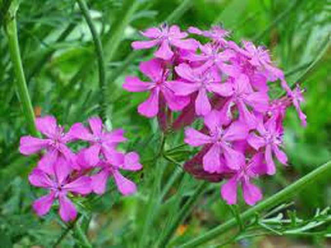 Purple Rose Catchfly – catchfly flower garden planting