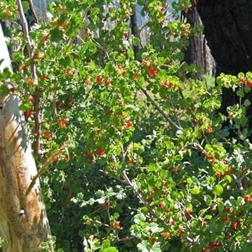 Pink Ribes Cereum Flower Seeds for Planting - 100