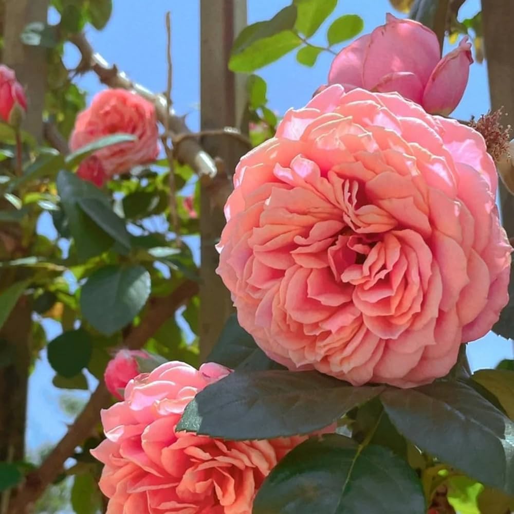 English Groundcover Rose Rosa hybrida Seeds for Planting cottage garden floral bed