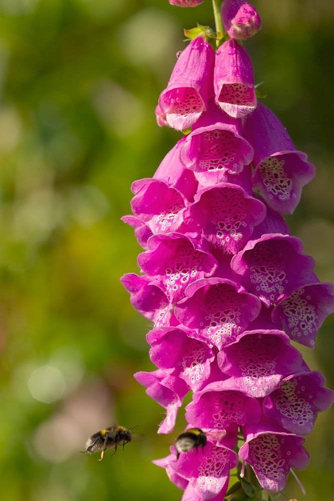 Digitalis Purpurea 'Monstrosa' Seeds ( , Large Single Flowers)