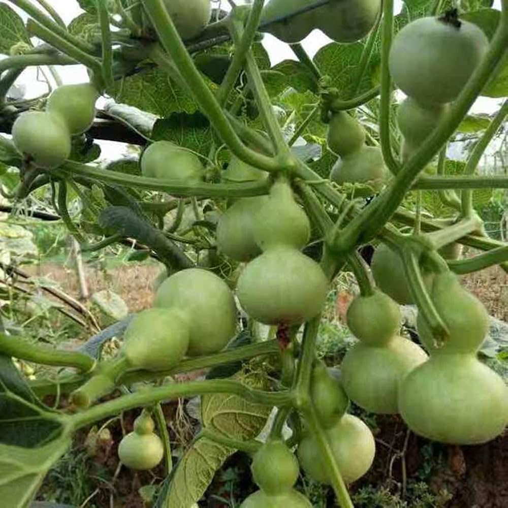 Mini Bottle Gourd Lagenaria siceraria vegetable seeds for kitchen garden and vertical gardening