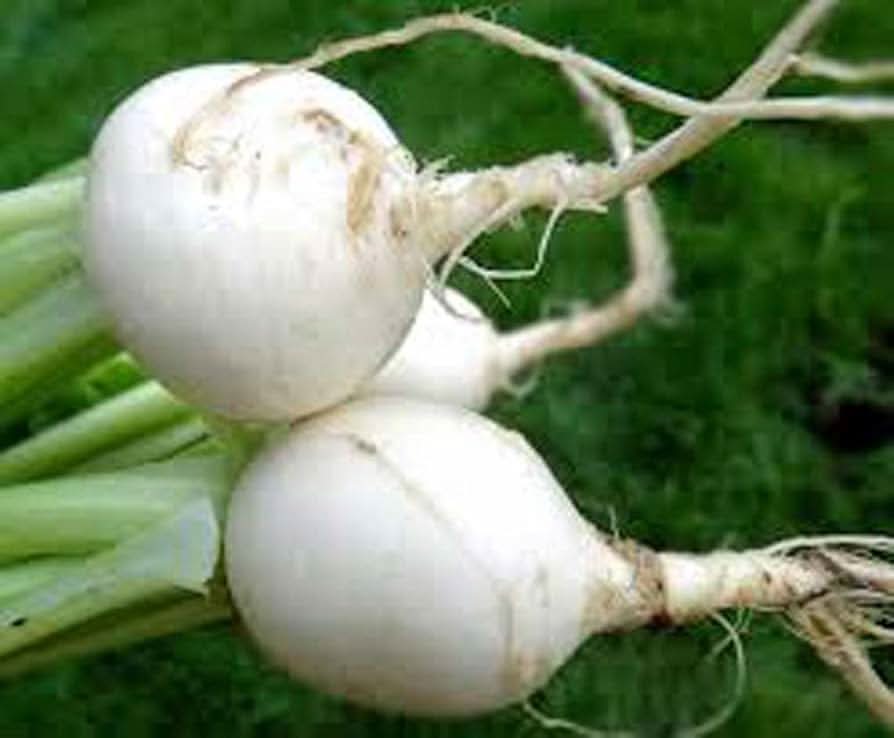 White Egg Turnip Brassica rapa vegetable seeds for planting in kitchen garden beds
