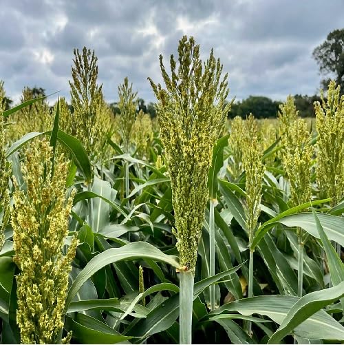 Green Sorghum - Heirloom, Non - Gmo Seeds