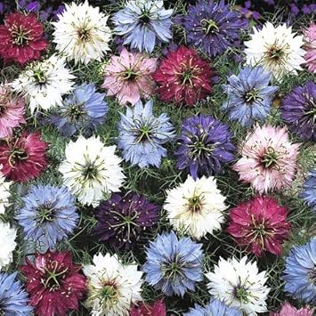 Nigella (Nigella scientific name) for planting in garden