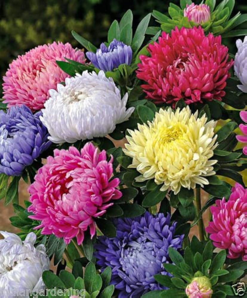 Aster Symphyotrichum Novae-Angliae New England Mix Flower Seeds for Planting – Great for Pollinator Gardens and Fall Blooms