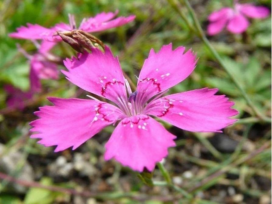 Dianthus Dianthus Deltoides Maiden Pink Flower Seeds for Planting
