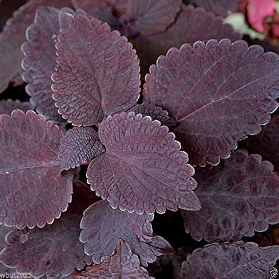 Coleus Plectranthus scutellarioides Premium-Sun Chocolate Mint foliage seeds for planting in garden borders or pots