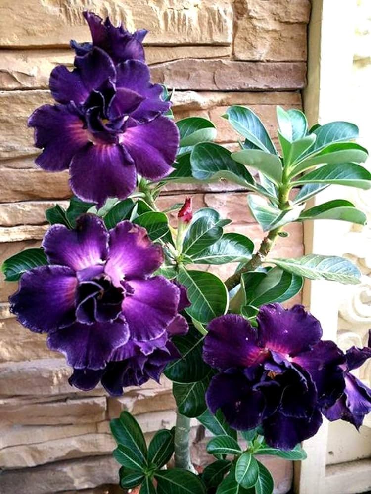 Adenium Desert Rose Seeds (Purple & White) – Fresh Seeds for Planting Exotic Blooms