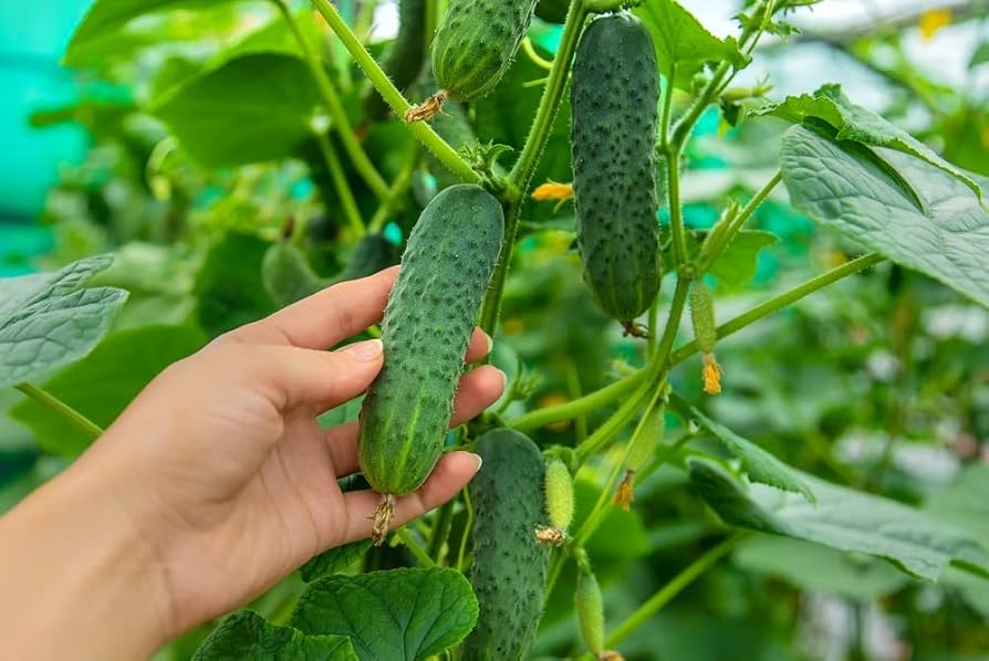 Boston Cucumber Seeds - Seeds for Quick Harvesting in Days