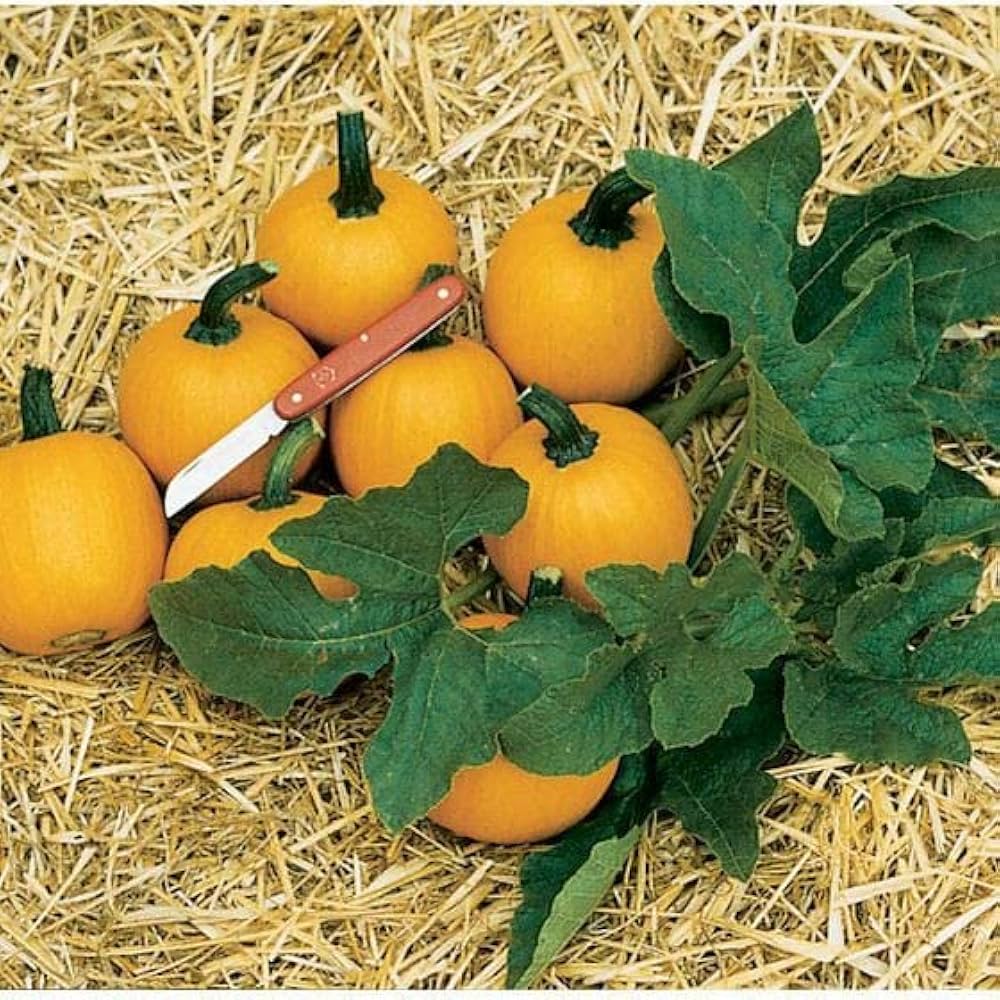 Pumpkin Cucurbita Pepo Wee Be Little Vegetable Seeds for Planting – Compact Variety for Small Space Gardening