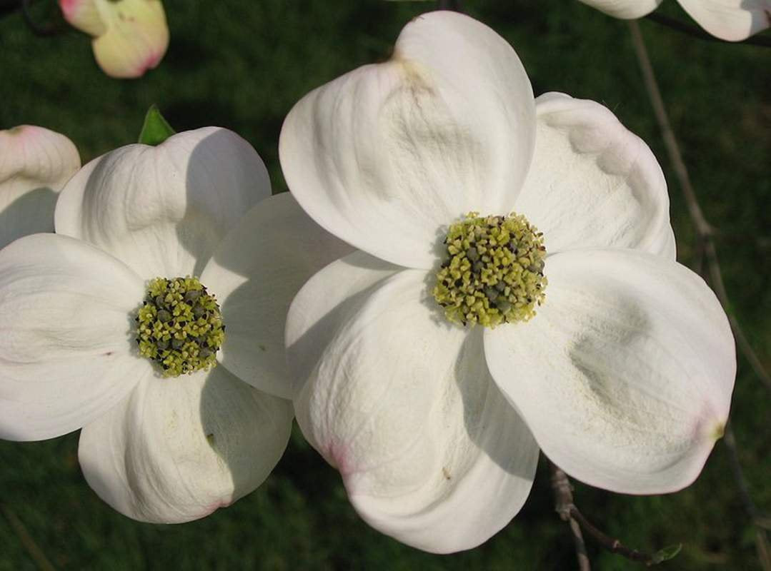Cornus Flower Seeds for Planting - 100 seeds for planting in home garden