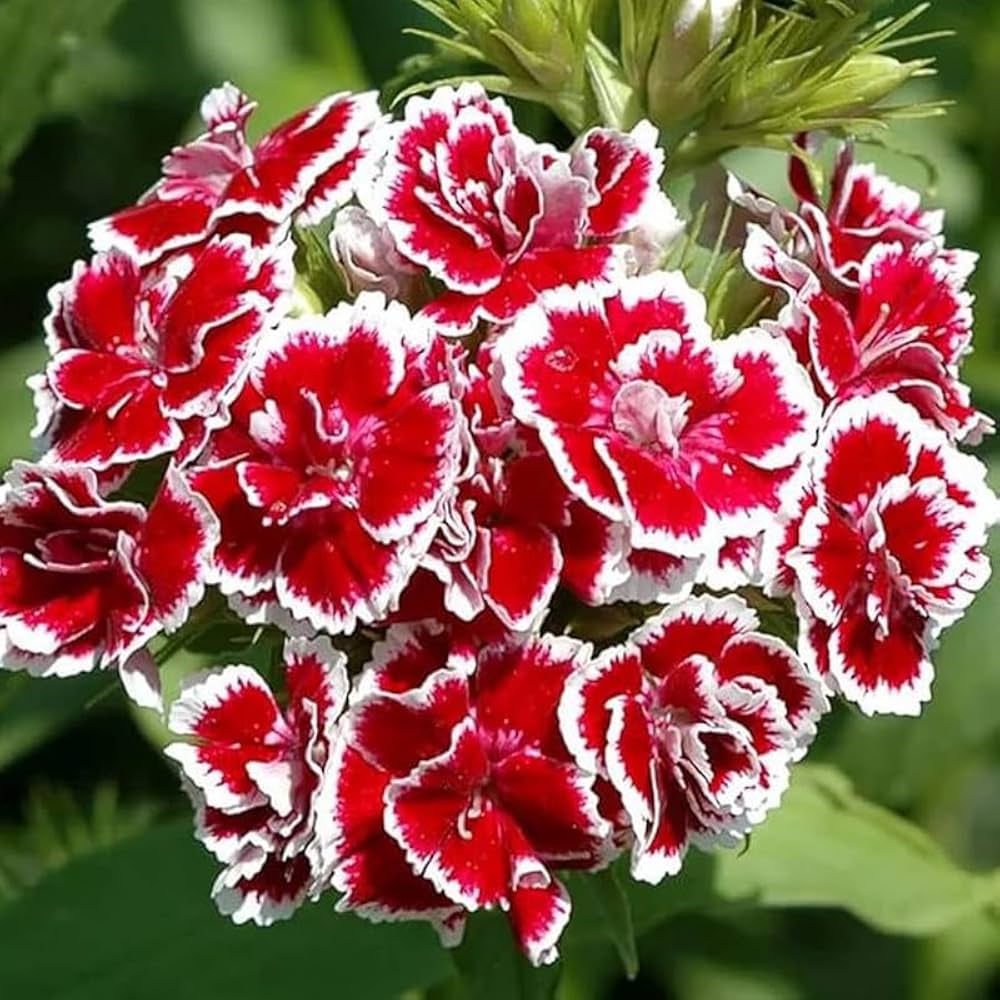 Dianthus Groundcover Dianthus spp Flower Seeds for Planting in Garden
