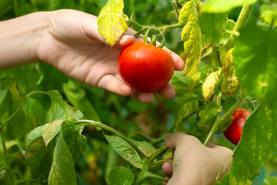 New Yorker Tomato Seeds for Planting Solanum lycopersicum Heirloom Garden