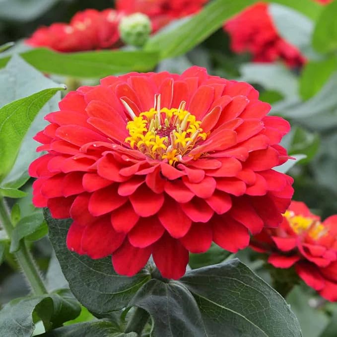 Red Zinnia Flower Seeds for Planting – Vibrant, Non-GMO Heirloom Garden Flowers