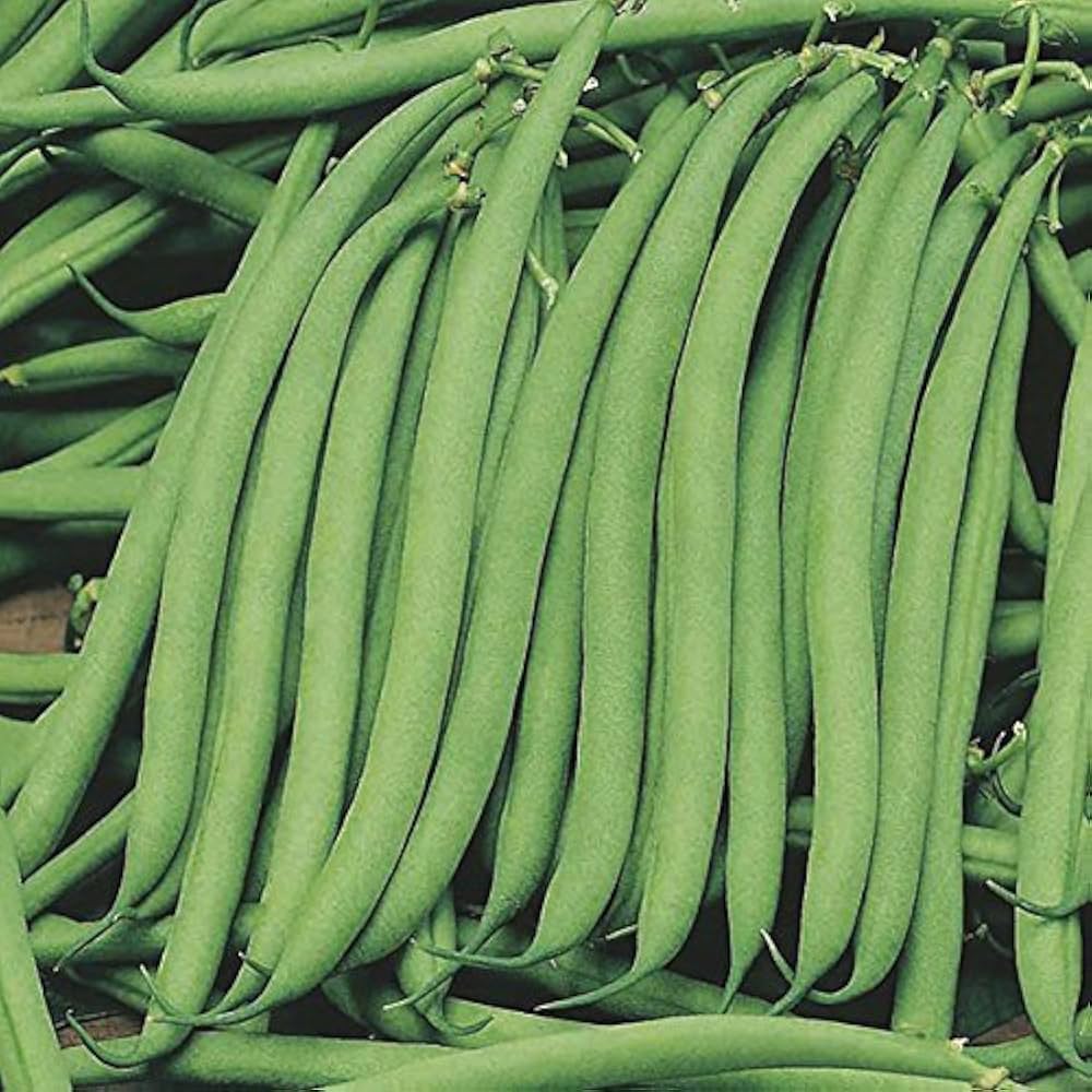 Stick Beans Vegetable Plant Seeds for Planting in Vegetable Patch