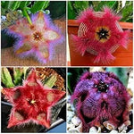 Stapelia Pulchella Succulent Plant Seeds for Planting - NON GMO Seeds Dhara Seeds