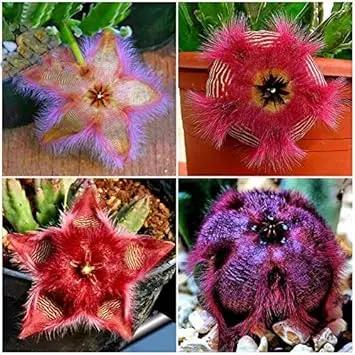 Stapelia Pulchella Succulent Plant Seeds for Planting - NON GMO Seeds Dhara Seeds