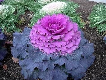 Heirloom Non-GMO Purple Kale flowered vegetable Seeds for Edible Ornamental Garden Planting
