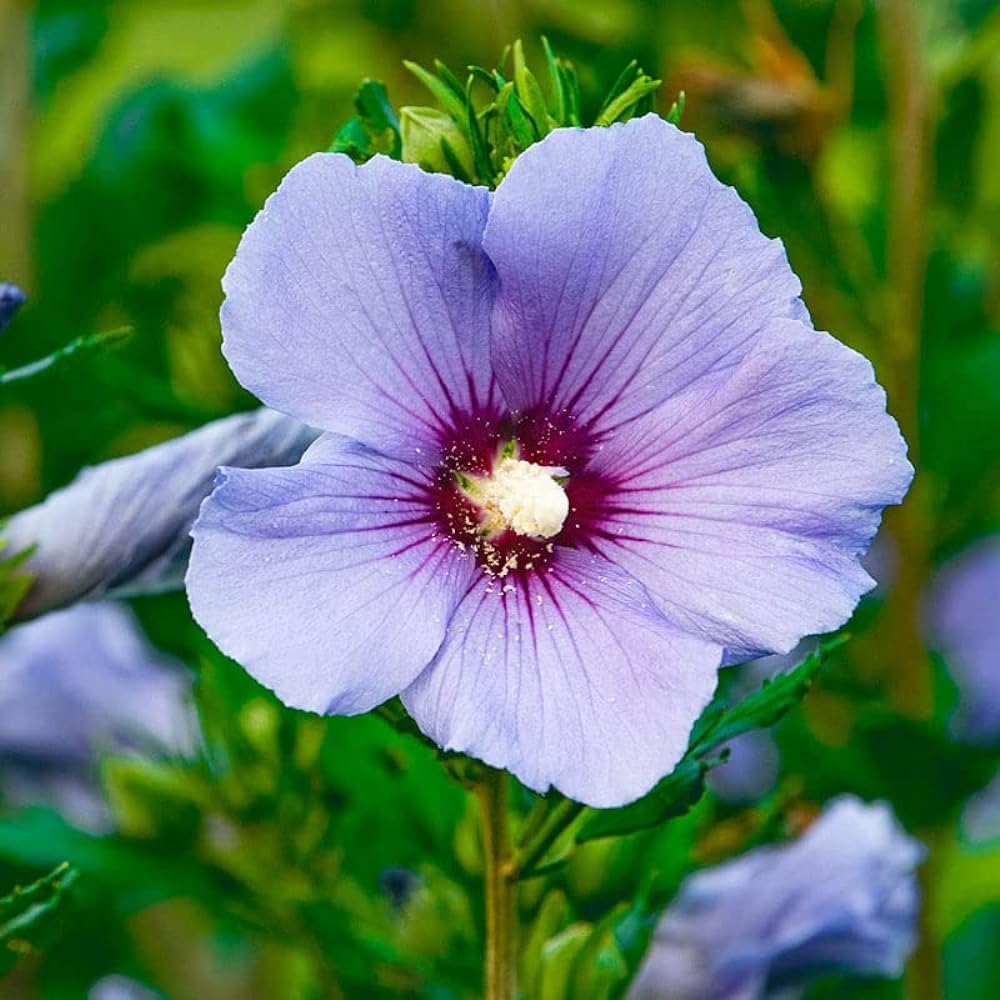 Blue Satin Hibiscus Flower Seeds Hibiscus syriacus for Rare Blue and White Garden Planting