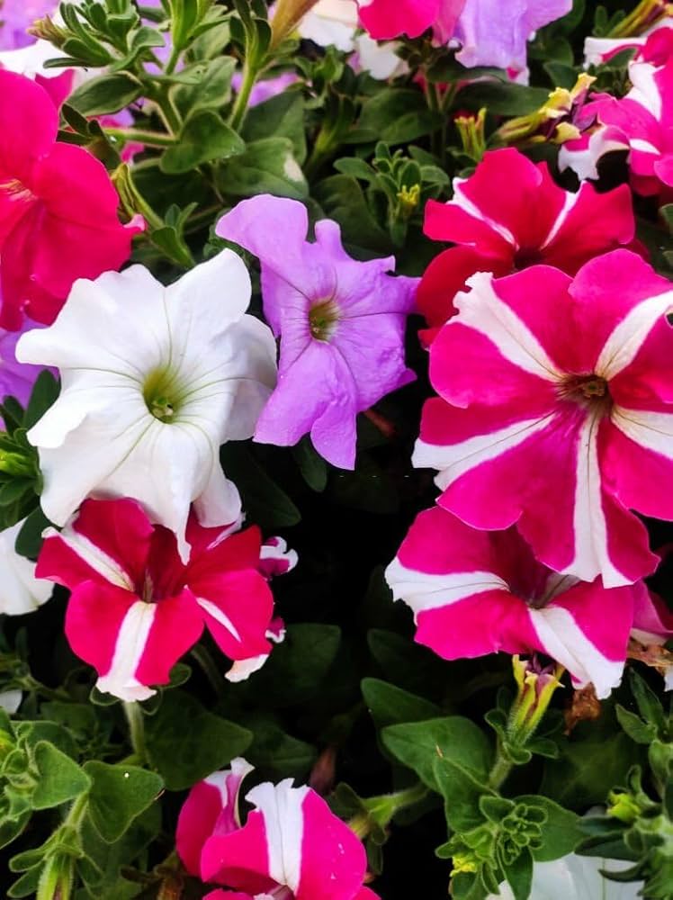 Brown Mixed Color Petunia Seeds, , Bonsai Flowers