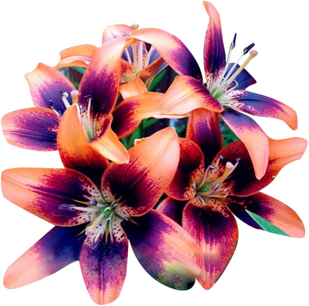 Blue Heart Lily Lilium spp. Seeds for Planting - Great for Flower Bed & Urban Garden