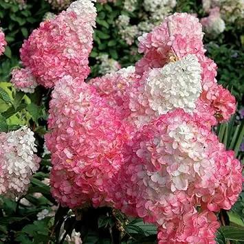 Vainilla Hortensia Flower Seeds for Planting NON GMO Seeds Dhara Seeds