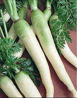 Snow White Carrot – Daucus carota – fresh garden planting seeds
