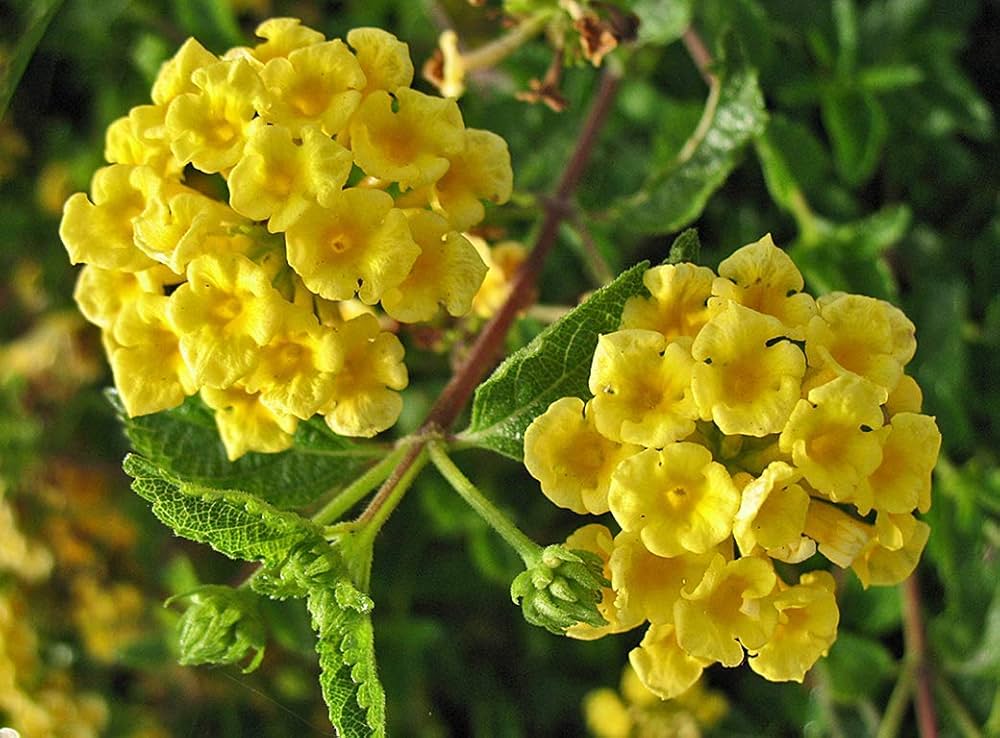 Common Lantana Seeds for Planting Lantana camara for flower beds and garden borders