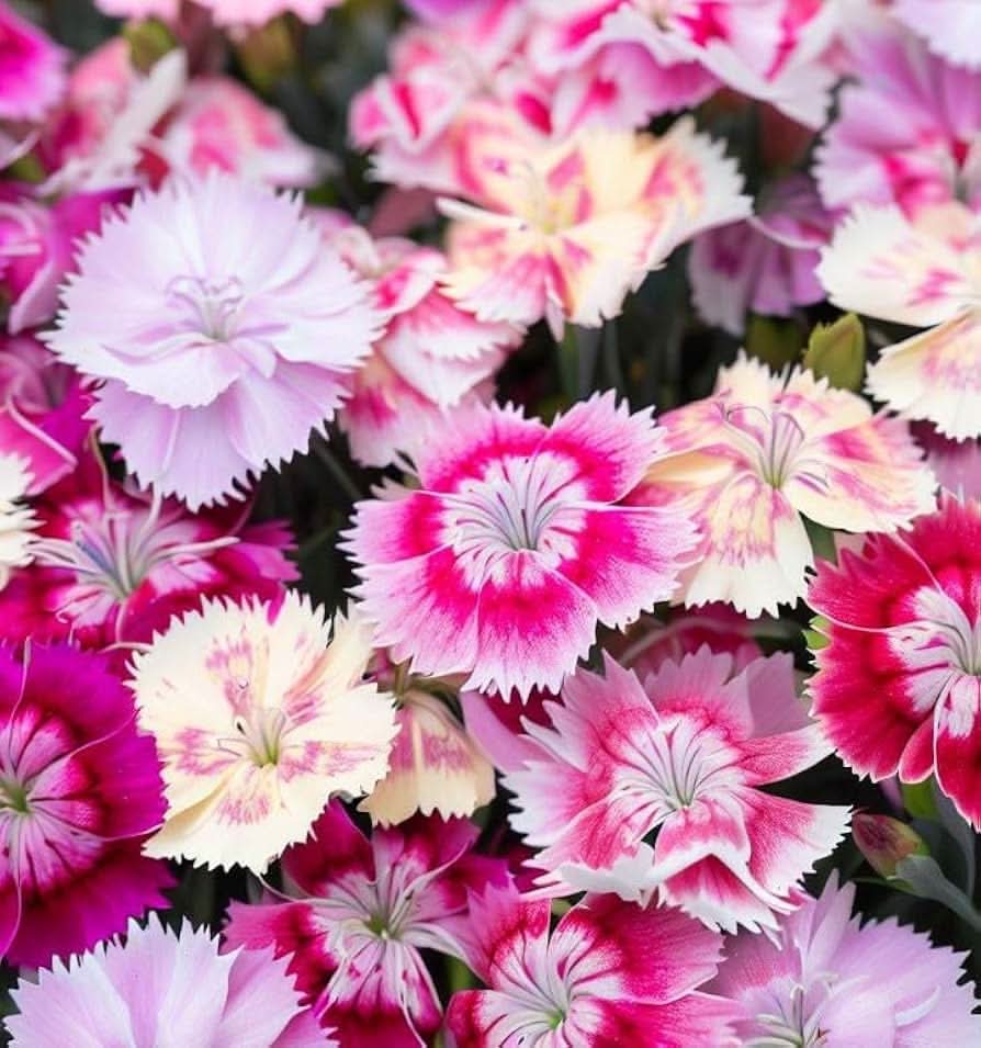 Dianthus Chinensis Pink Rainbow Garden Flowering Seeds For Planting