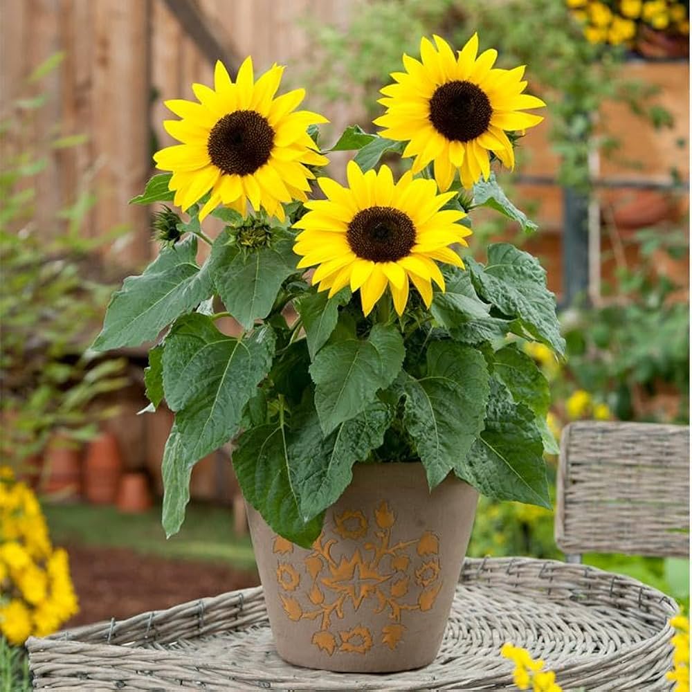 French dwarf mini sunflower seeds for balcony garden planting