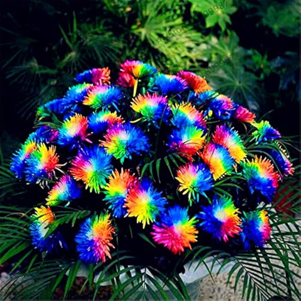 Rainbow Chrysanthemum  Morifolium Flower Seeds for Planting in home garden and balcony pots