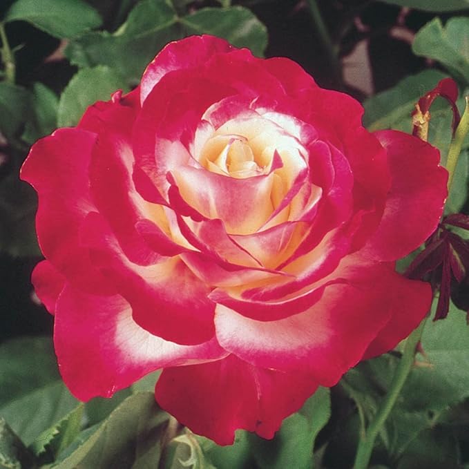 Double Delight Rose Flower Rosa spp. Seeds for Planting in Flower Bed & Garden