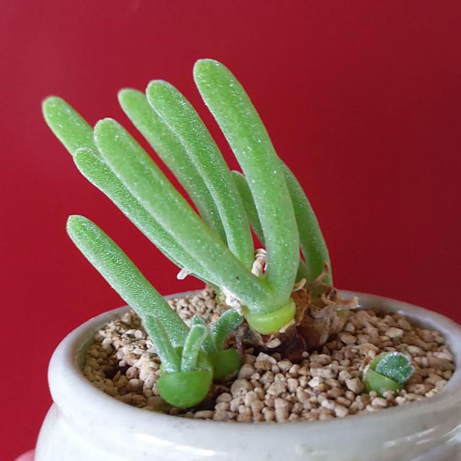 Bunny Ears Lithops Pseudotruncatella Succulent Seeds for Planting in Indoor Pots and Decorative Rock Gardens