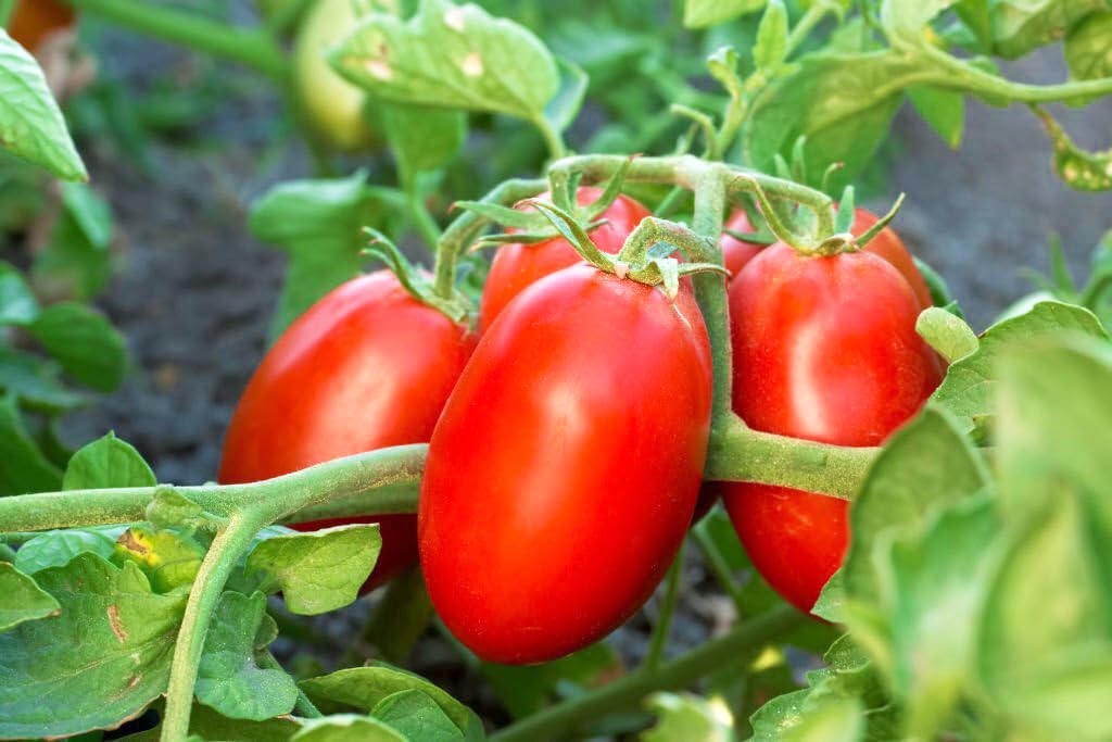 Trip-L-Crop climbing tomato vegetable seeds for planting