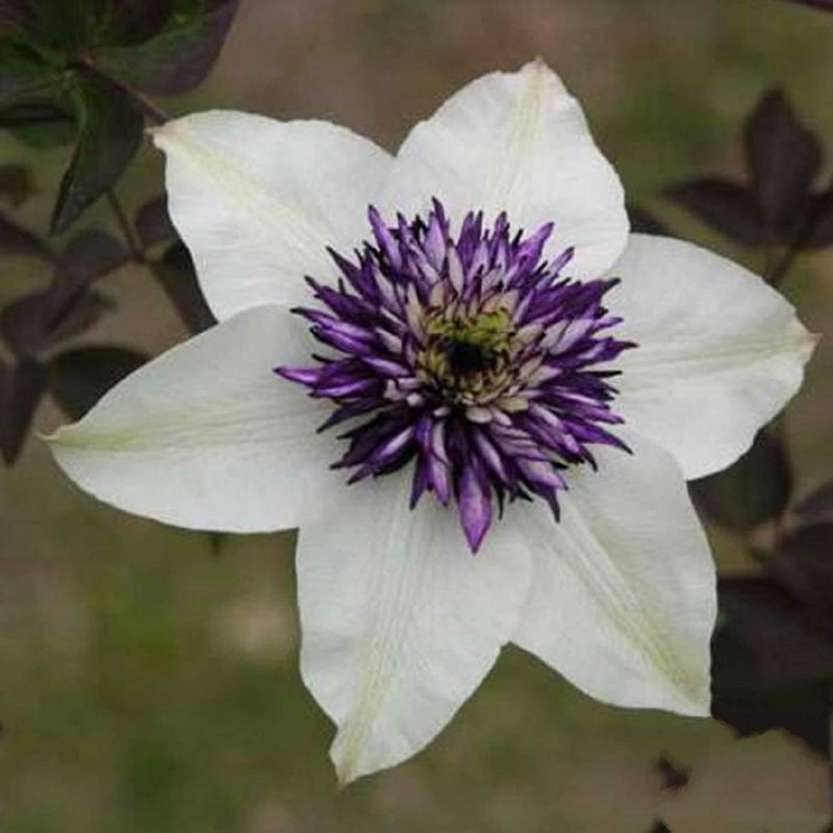 Clematis climbing plant seeds mixed color flowering vines
