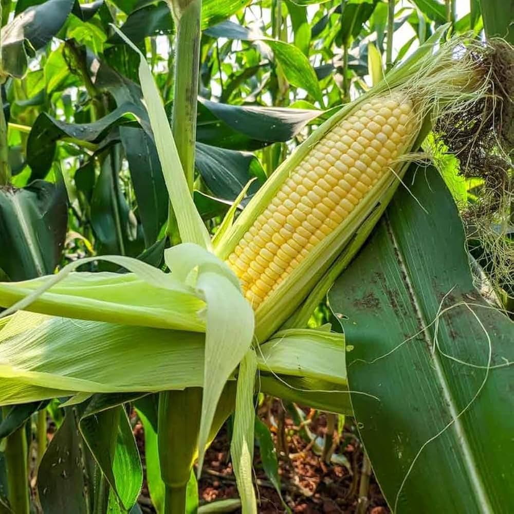 W160 Golden Cross corn Vegetable Seeds For Harvesting And Growing In Fields
