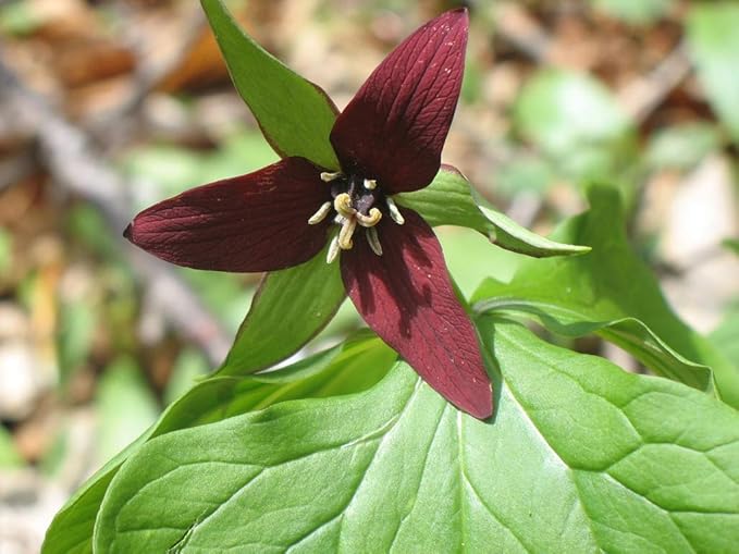 Trillium Trillium spp Flower Seeds for Planting in Flower Bed