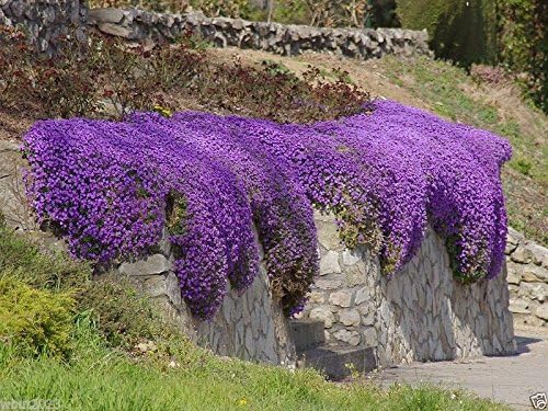 Rock Cress Aubrieta Deltoidea Cascade Purple Flower Seeds for Planting
