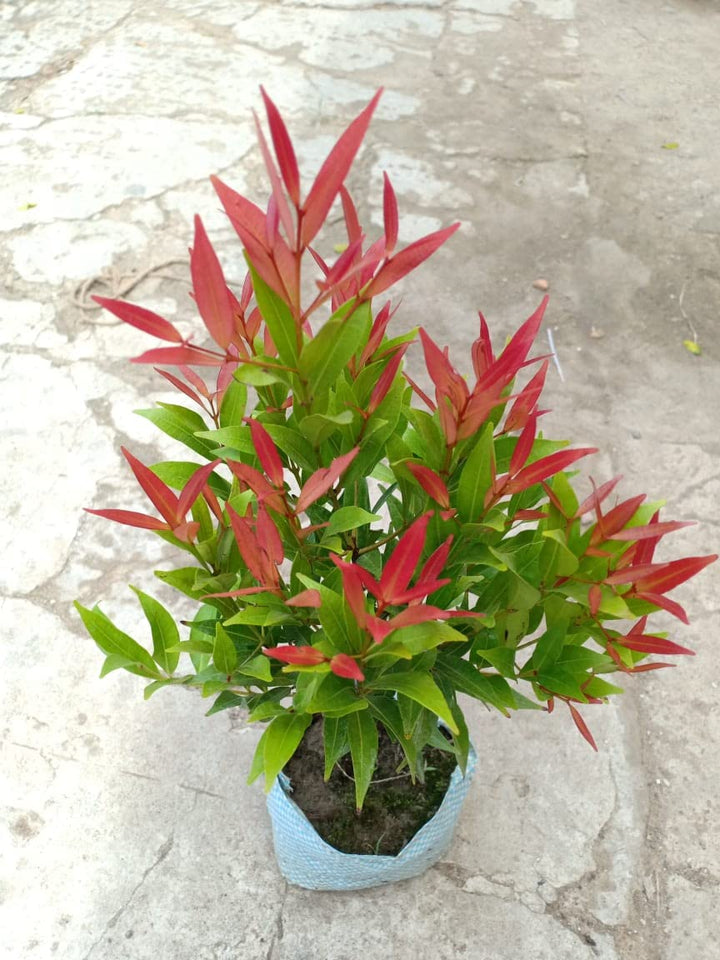 Red Photinia Robin Plant Seeds for Planting, 100