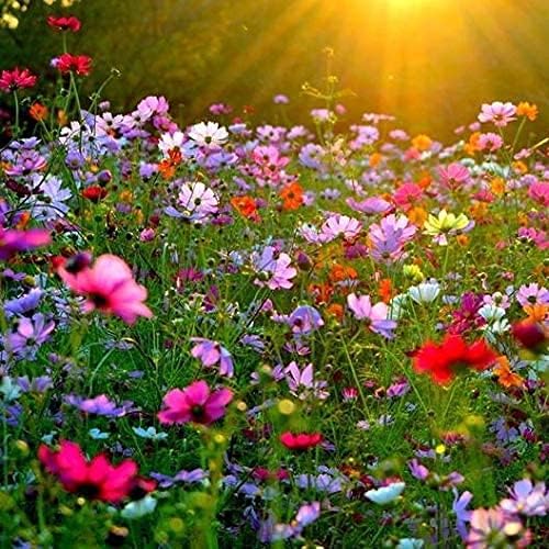 Cosmos Bipinnatus Flower Seeds for Elegant Cosmos Blooms