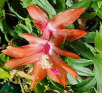 Christmas Cactus Flower Seeds for Planting - NON GMO Seeds for planting in home garden