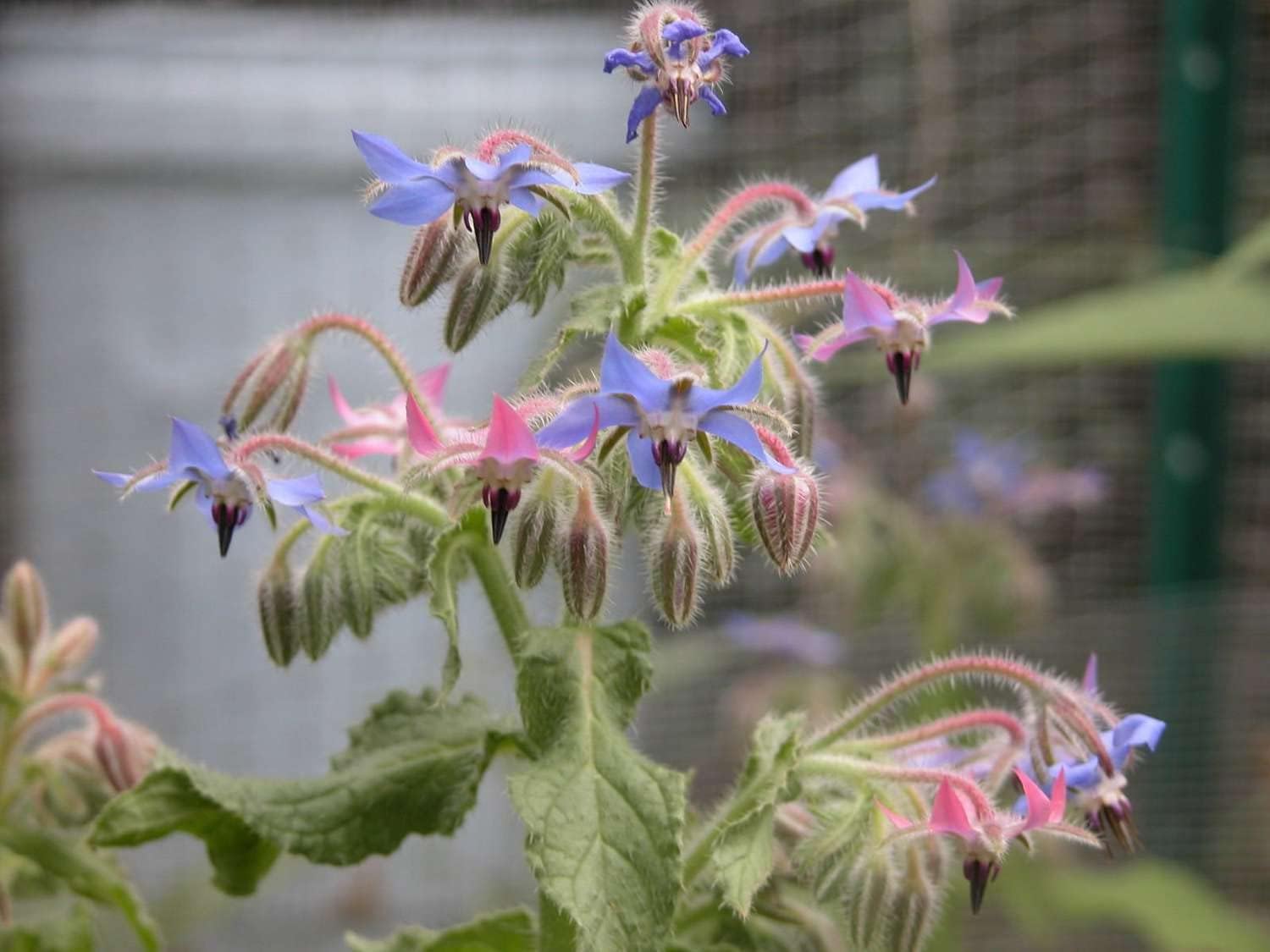 Borago Flower Seeds Mixed for Planting - 100 pcs for planting in your garden.