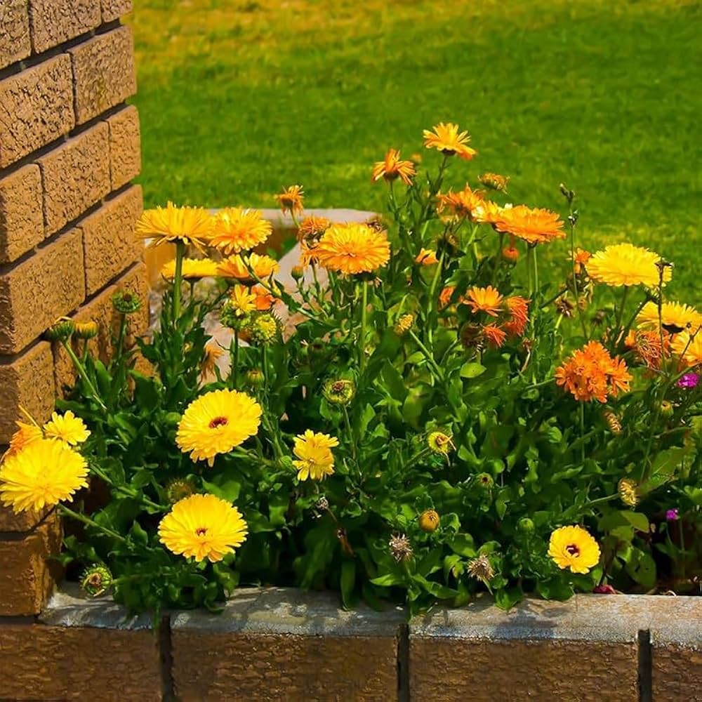 Calendula Calendula officinalis for planting in flower bed.