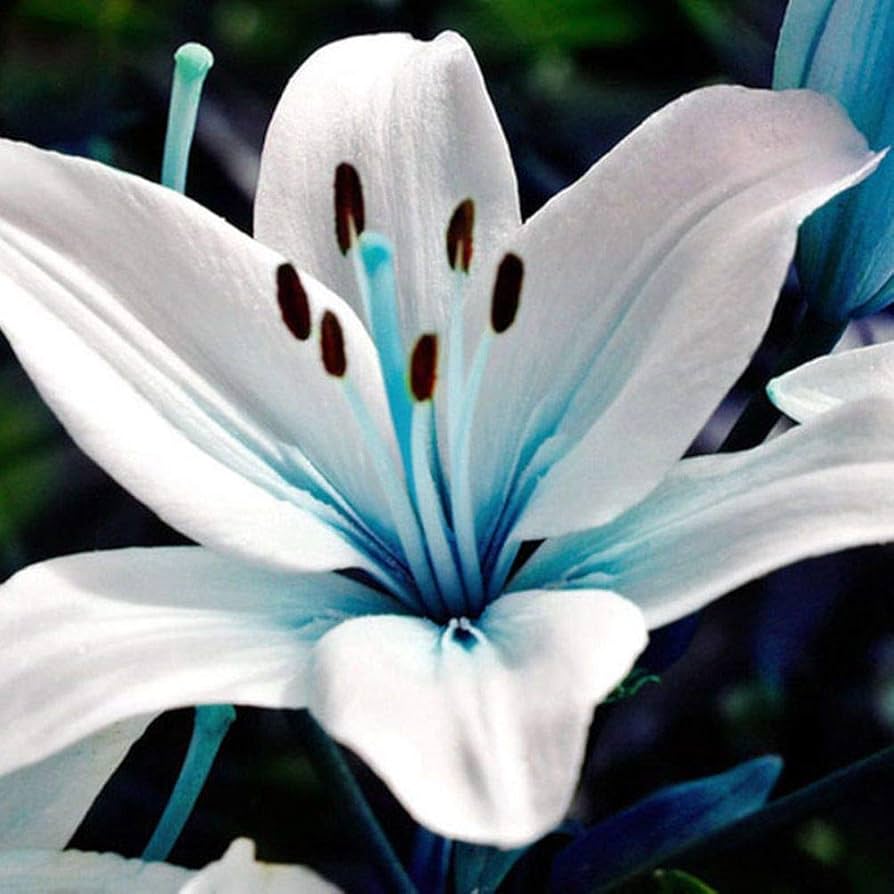 Blue Heart Lily Lilium spp. flower seeds for indoor pots or backyard gardening