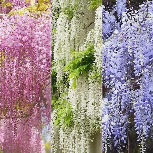 Mixed Wisteria Tree - Heirloom, Non - Gmo Seeds