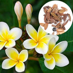 Plumeria Plumeria spp. Seeds for planting in flower bed